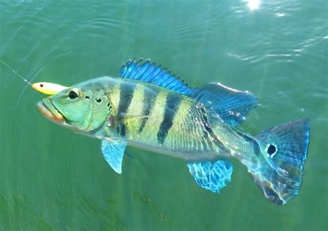 Iscas artificiais para pesca de tucunaré azul top 6 iscas