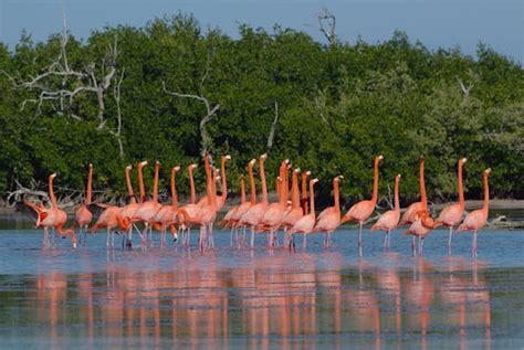 Celestún travel - Lonely Planet | Mexico, North America