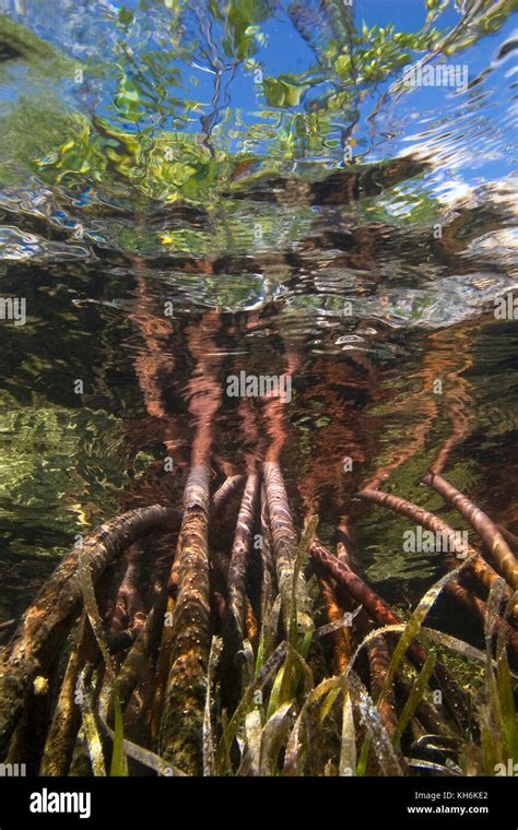 Prop Roots Of Red Mangrove Rhizophora Mangle And Turtle Grass