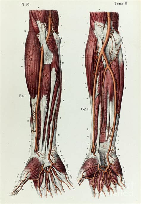 Lower Limb Arteries Diagram