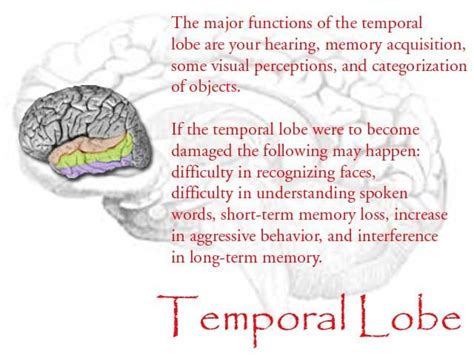 Best 25+ Temporal lobe epilepsy ideas on Pinterest | Occipital lobe ...