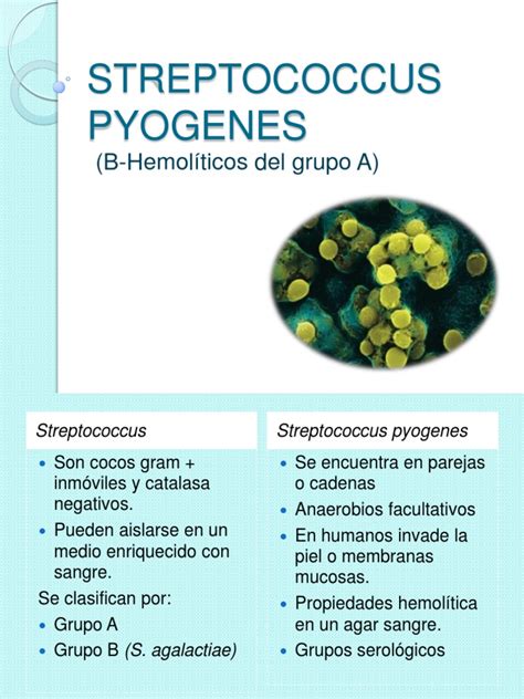 Streptococcus Pyogenes | Estreptococo | Microbiología