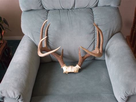 Deer Rack Antler Etsy