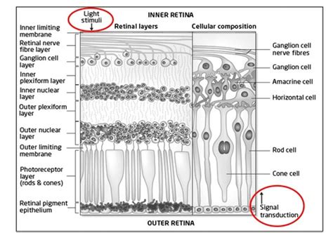Retina and optic nerve- histo/physio and retinal evaluation Flashcards ...
