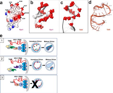 Tar Rna Mimicry Of Rpt Domain And Model For Role Of Ini During