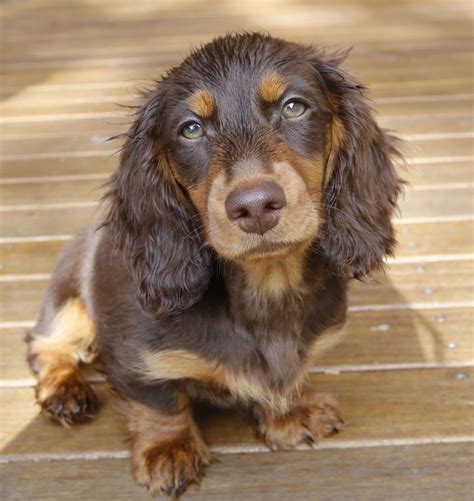 Frankieandmaple Mini Long Haired Dachshund Choclate And Tan