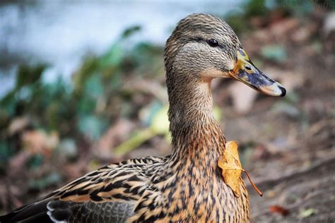 Stockente Weiblich Kriemhild Stockente Anas Platyrhync Flickr