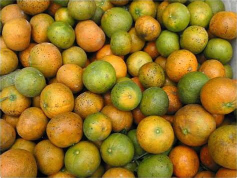 Usda Targets Citrus Greening The Land Report