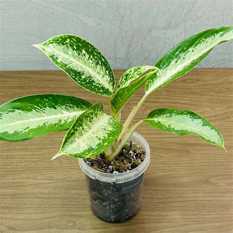 Aglaonema Plants Etsy