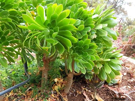 Houseleek Tree Tree Aeonium Aeonium Arboreum Succulent Shop