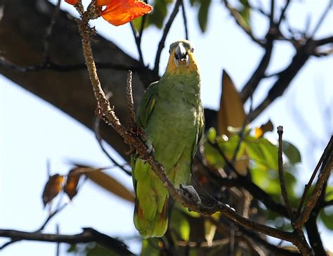 El Cabildo De Tenerife Encarga A Gesplan La Gesti N De La Fauna