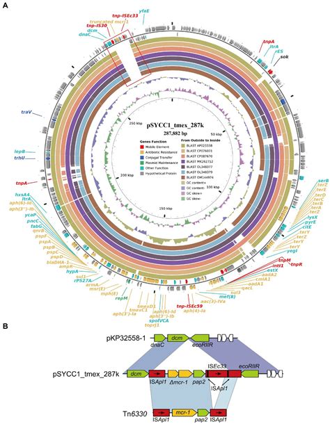 Frontiers Convergence Of Plasmid Mediated Colistin And Tigecycline