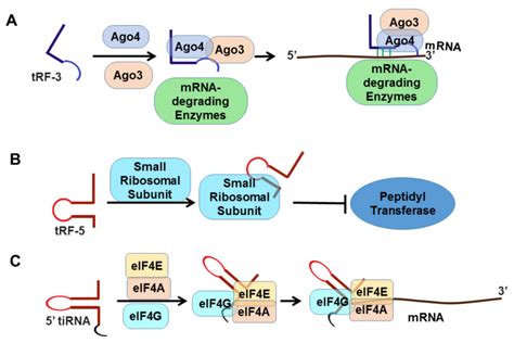 TRF And TiRNA Mediated Gene Regulation A Regulation Of MRNA