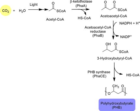 Polyhydroxybutyrate PHB Synthesis Pathway Using CO 2 As A Starting