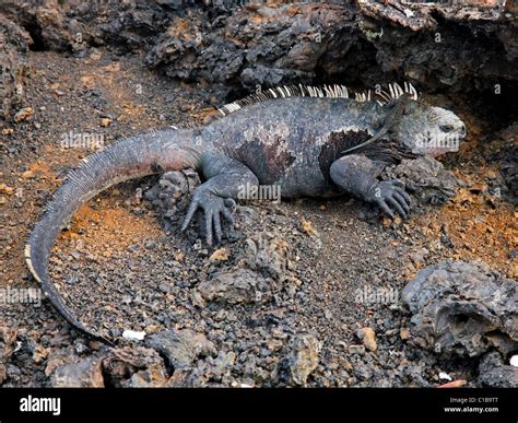 A Marine Iguana Amblyrhynchus Cristatus And Lava Lizard Tropidurus