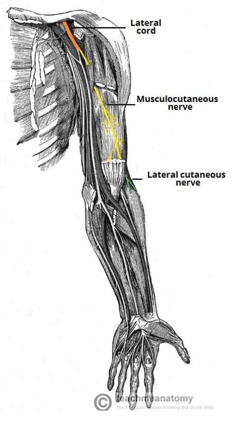 Nerves Of The Upper Limb TeachMeAnatomy