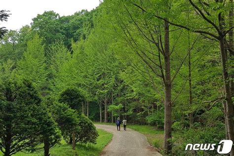 용인시 청년 김대건길 용인 8경 걷기 인증 챌린지 네이트 뉴스