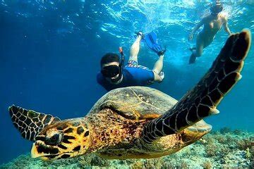 Snorkeling Turtles Points Underwater Statues In Gili Islands 2024