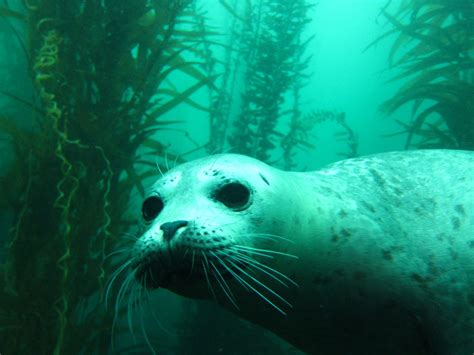 Scuba San Diego Diveshots Gallery Video And Photos