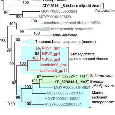 Phylogeny Of Ppolb And Comparative Genome Maps Of Nsv1 And His1 A Download Scientific