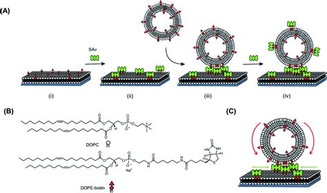 Recruitment Of Receptors At Supported Lipid Bilayers Promoted By The