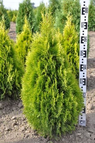 Thuja Occidentalis Golden Smaragd Zerav Starkl Zahradn K Spol