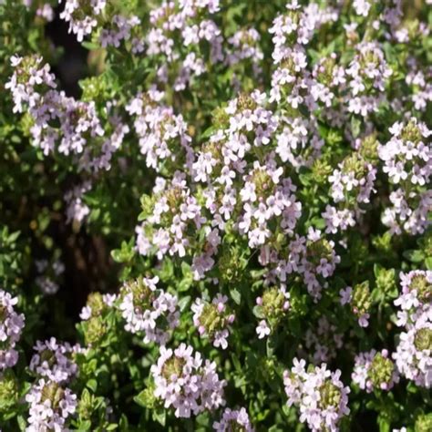 Plant Thym Hiver Thymus Vulgaris 100 Bio Plantzone Maraicher