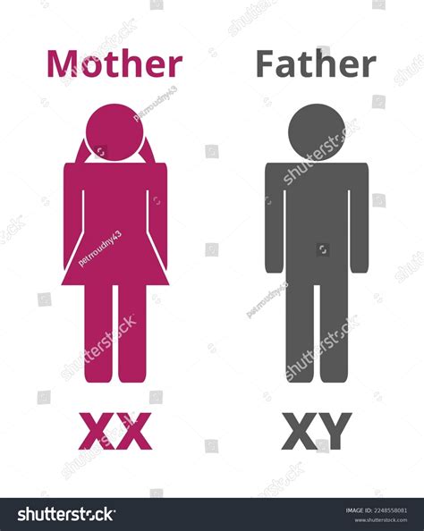 Vector Silhouettes Icons X Y Sex Stock Vector Royalty Free 2248558081 Shutterstock