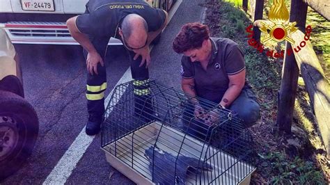 Airone Ferito Ad Un Ala Soccorso Dai Vigili Del Fuoco