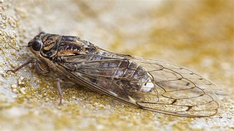 Estados Unidos A Punto De Ser Invadida Por Unas Cigarras Que Llevaban