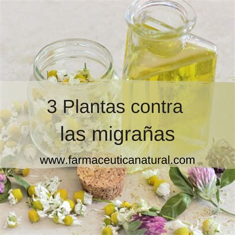 Plantas Medicinales Para Aliviar Las Migra As Matricaria Lavanda Y