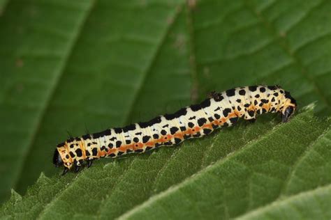 Chenille d Abraxas grossulariata la zérène du groseillier Flickr