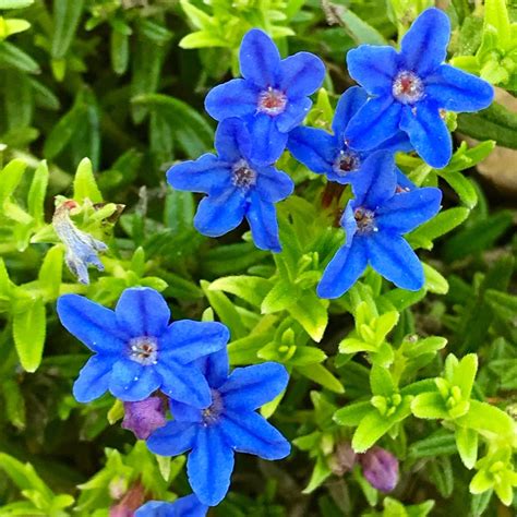 Lithodora diffusa 'Heavenly Blue' syn. Lithospermum diffusum 'Heavenly ...