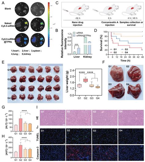 In Vivo Delivery Of SiRNA By TPNs For The Treatment Of Con Ainduced