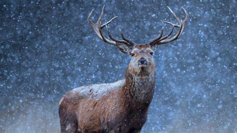 Deer In Snow Wallpaper (68+ images)