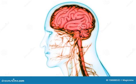 Human Body Central Nervous System With Brain Anatomy Stock Illustration