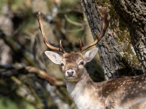 Damhert Fallow Deer Dama Dama Bram Reinders Bramre Flickr