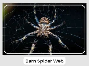 Barn Spider (Araneus cavaticus): Facts, Identification & Pictures