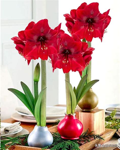 Sealing Wax Hippeastrum A Wonderful Flower In The Gardening World