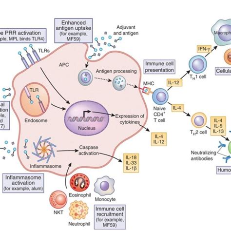 (PDF) Safety and Mechanism of Action of Licensed Vaccine Adjuvants