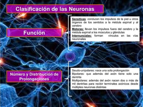 Neuronas Y Neurotransmisores Ppt