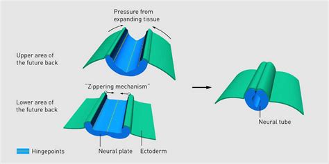 Neural Tube Formation Timeline