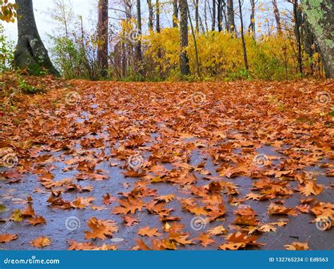 Footpath On Hill Covered With Wet Fallen Autumn Leaves Stock Photo