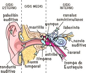 Estructura del oído Anatomia y fisiologia humana Anatomía médica