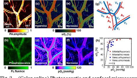 Figure 3 From In Vivo Integrated Photoacoustic And Confocal Microscopy