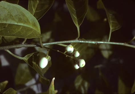 Cestrum Nocturnum Solanaceae Image 2509 At PhytoImages Siu Edu