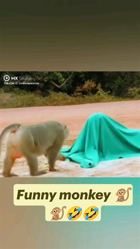 Funny Monkey 🐒🐒🤣🤣