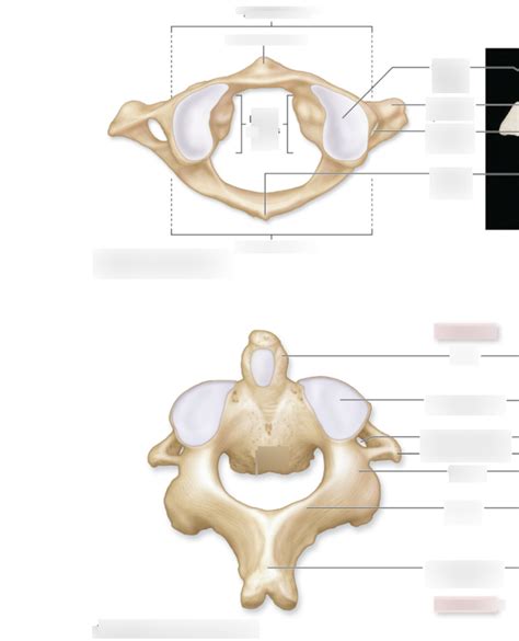 Cervical Vertebrae Diagram Quizlet