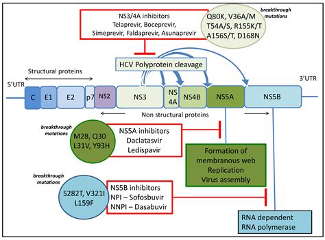 Viruses Free Full Text Mechanisms Of Hepatitis C Viral Resistance