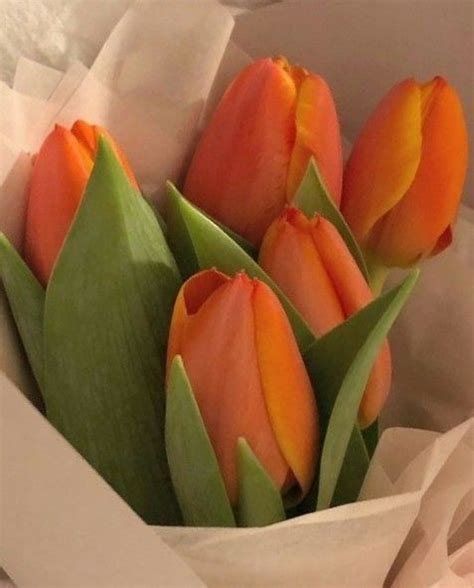 Pin By Ahsenn On Colors Orange Aesthetic Orange Tulips Orange